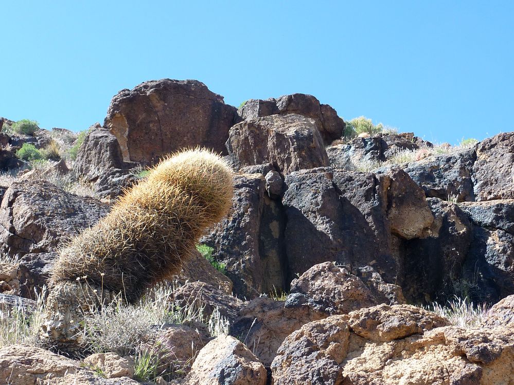 Mojave reserve (29).JPG
